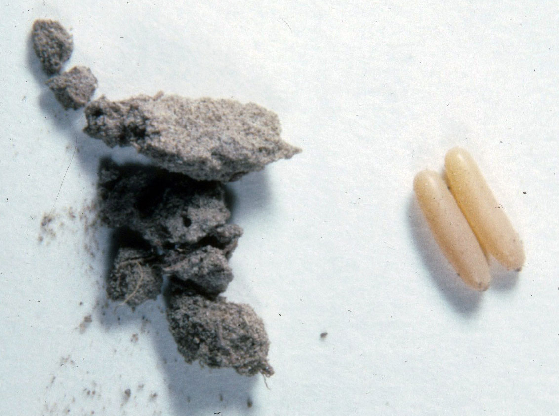 Fig. 8, clutch of two eggs