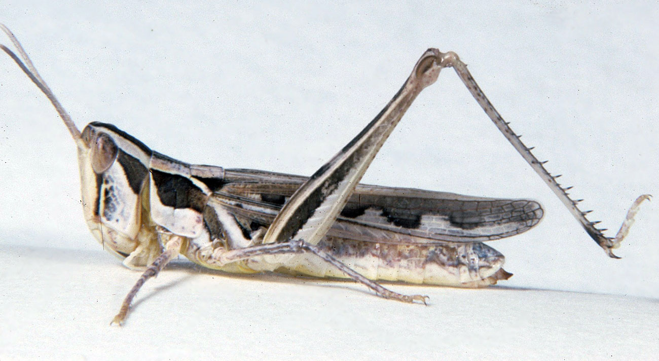 Fig. 6, adult female: BL 15-16 mm, FL 9-10.3 mm, AS 23