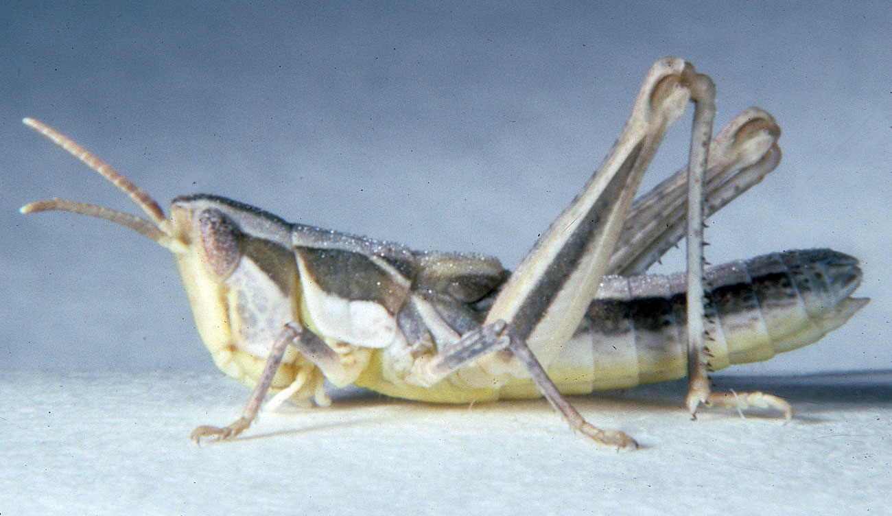 Fig. 3, third instar: BL 8-11.1 mm, FL 5.4-6.2 mm, AS 20-21