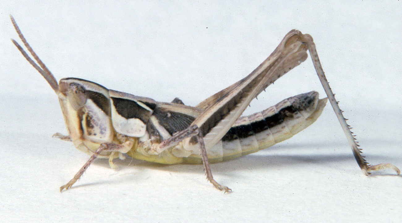 Fig. 4, fourth instar: BL 10.3-13 mm, FL 6.7-8.5 mm, AS 22