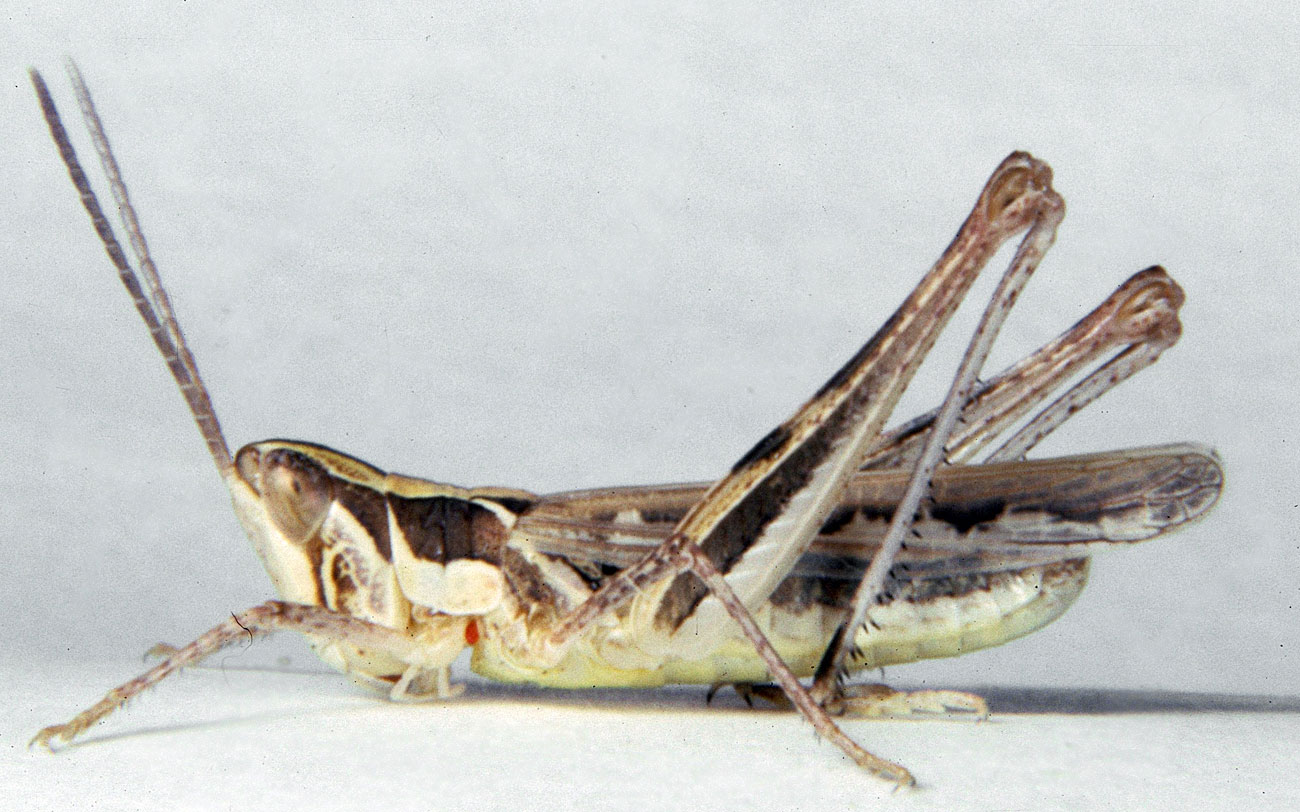 Fig. 5, adult male: BL 12-13 mm, FL 8-9 mm, AS 23-24