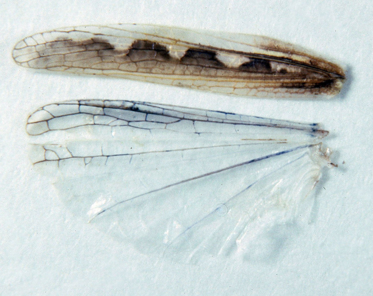 Fig. 7, forewing (tegmen) showing crenulate dark pattern and clear hind wing