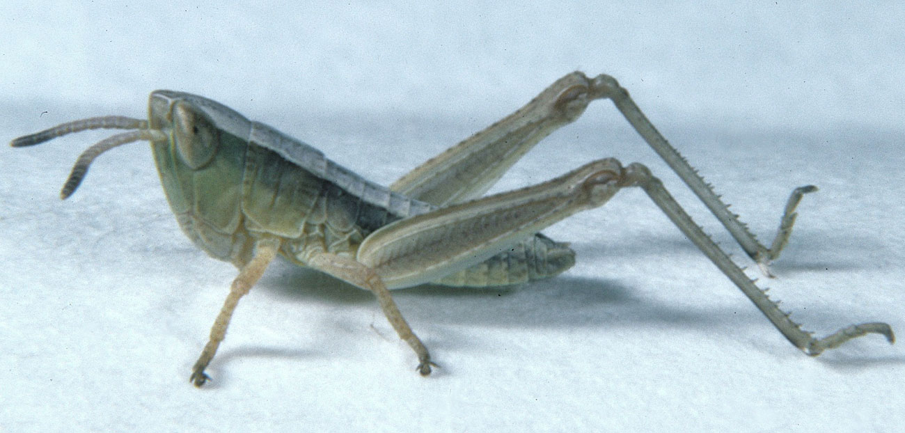 Fig. 2, second instar: BL 6.8-8 mm, FL 4.3-4.6 mm, AS 17-18