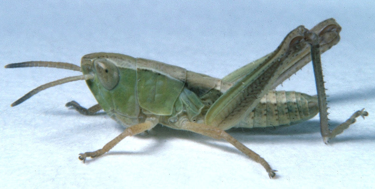 Fig. 4, fourth instar: BL 12-16 mm, FL 7.9-10.2 mm, AS 22-24