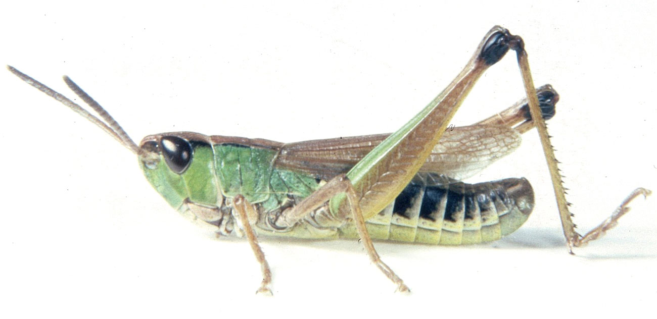 Fig. 5, adult male: BL 15.3-16 mm, FL 9.6-10 mm, AS 23-26