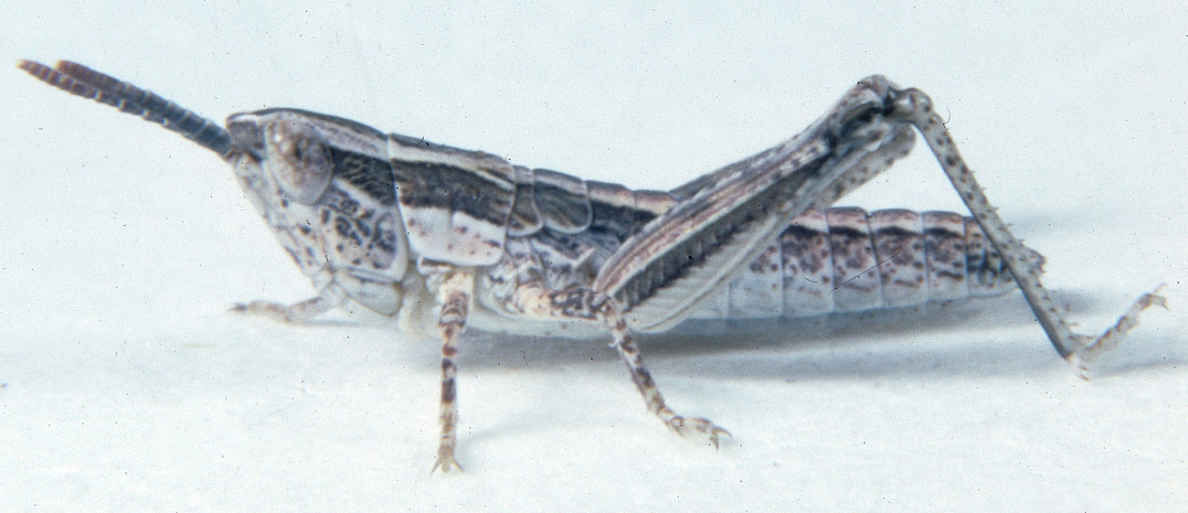 Fig. 3, third instar: BL 9.3-10 mm, FL 4.9-5.9 mm, AS 19-20