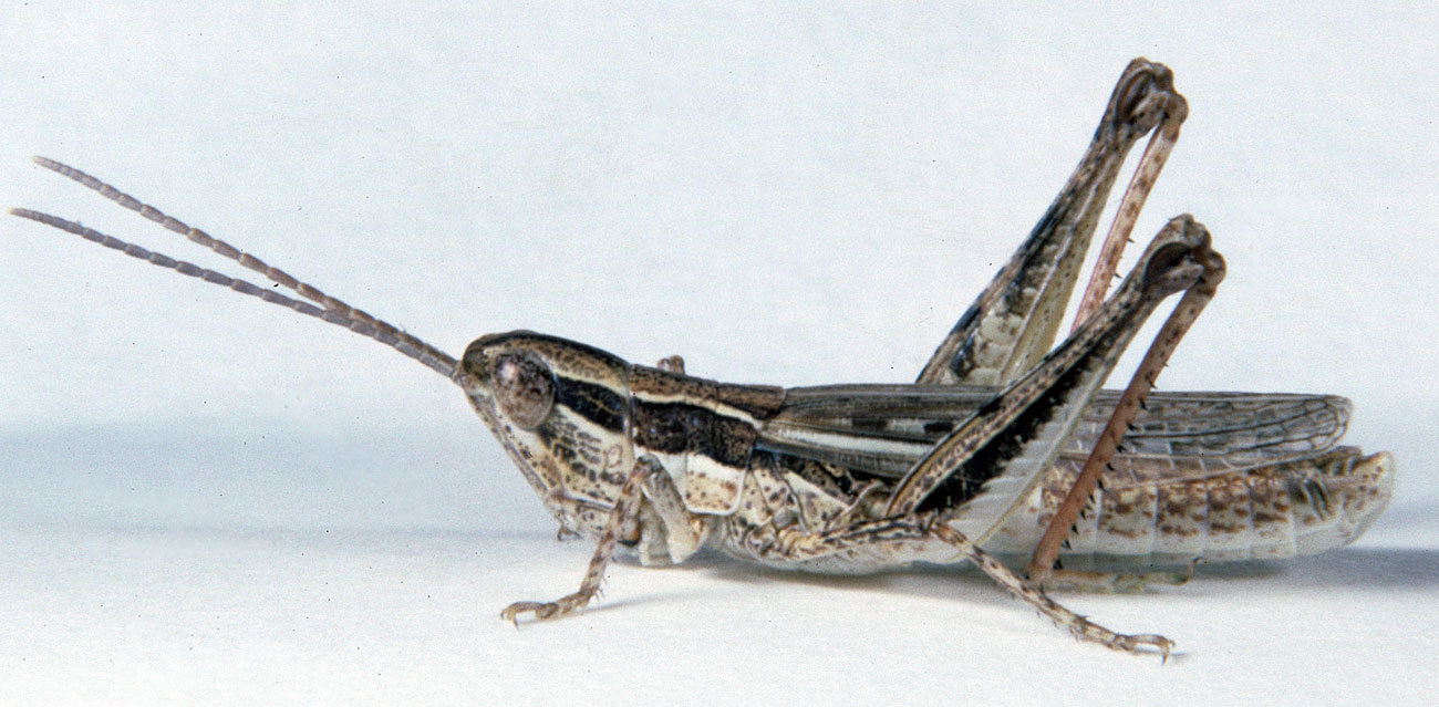 Fig. 6, adult male: BL 16.5-18.5 mm, FL 10-10.4 mm, AS 24-25