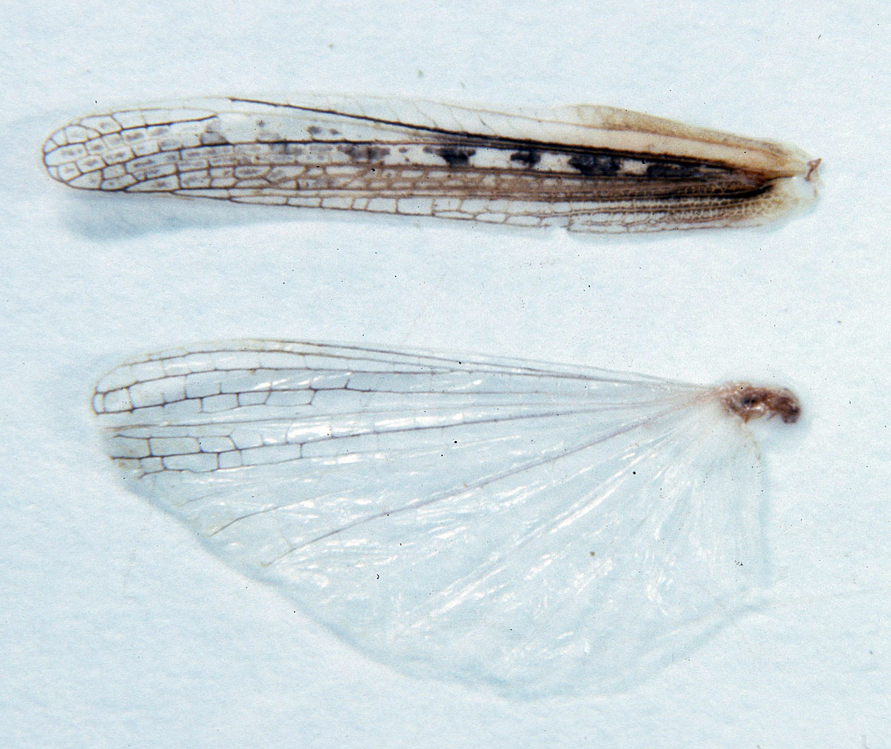 Fig. 8, forewing (tegmen) showing spots and clear hindwing