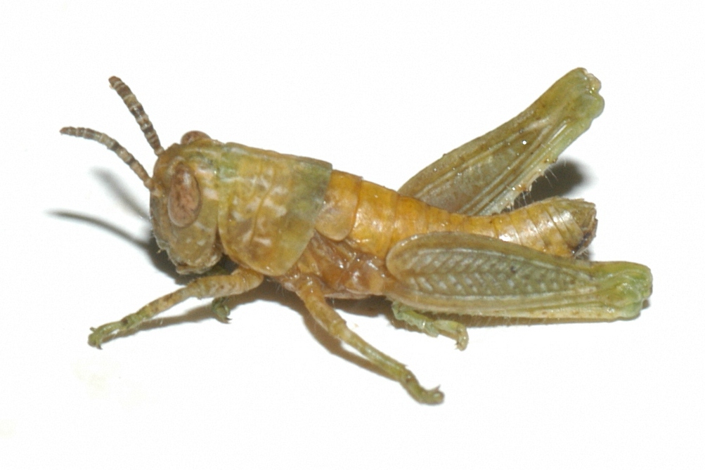 Fig. 1, second instar