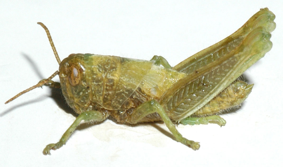 Fig. 3, fifth instar