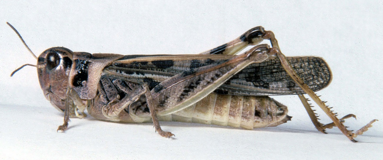 Fig. 7, adult female: BL 22-25 mm, FL 12.2-13.6 mm, AS 24-26