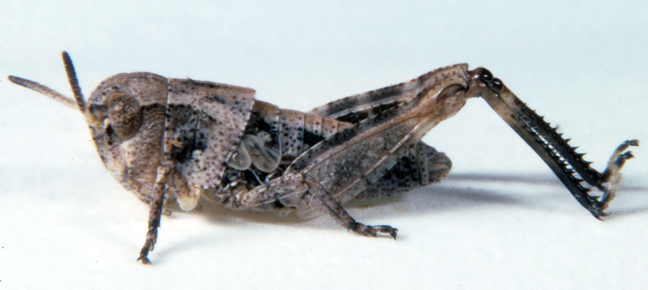 Fig. 3, third instar: BL 7.3-8.9 mm, FL 4.7-5.2 mm, AS 18