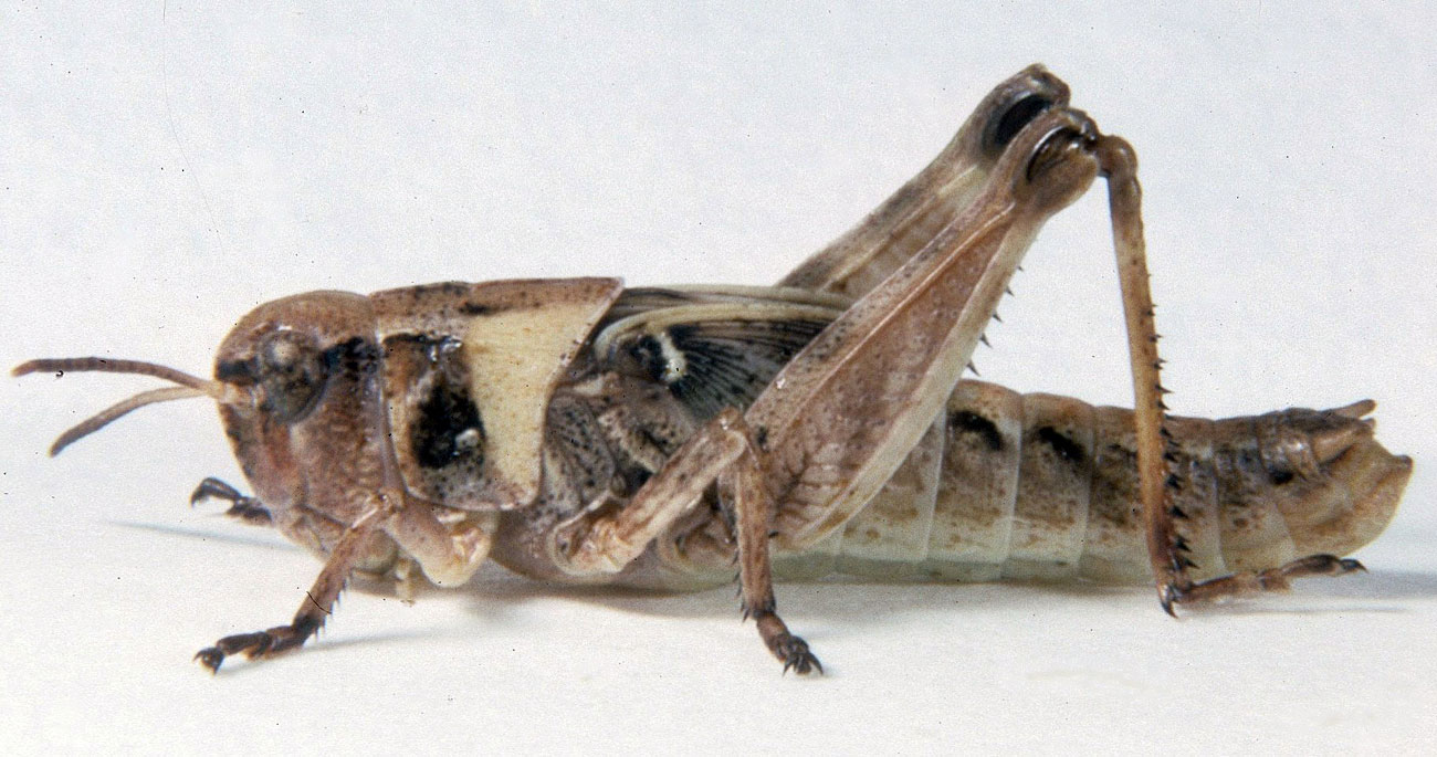 Fig. 5, fifth instar: BL 14-20 mm, FL 8.4-9.9 mm, AS 22-25