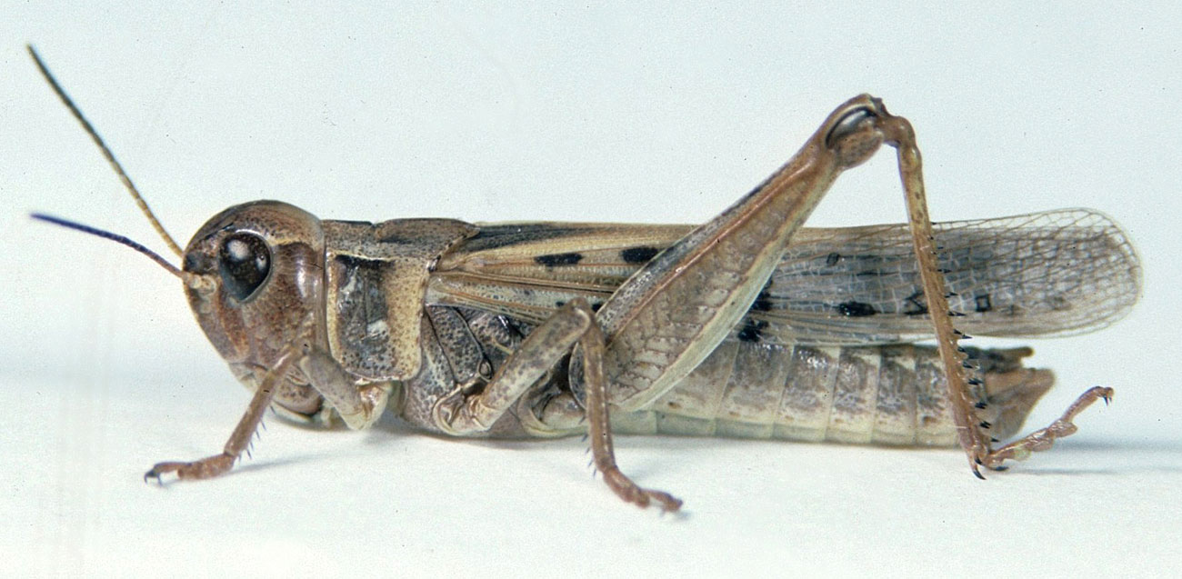 Fig. 6, adult male: BL 19.5-21.5 mm, FL 10.5-11.8 mm, AS 25-29