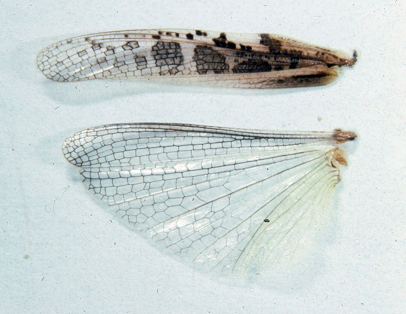 Fig. 8, forewing (tegmen) and hindwing