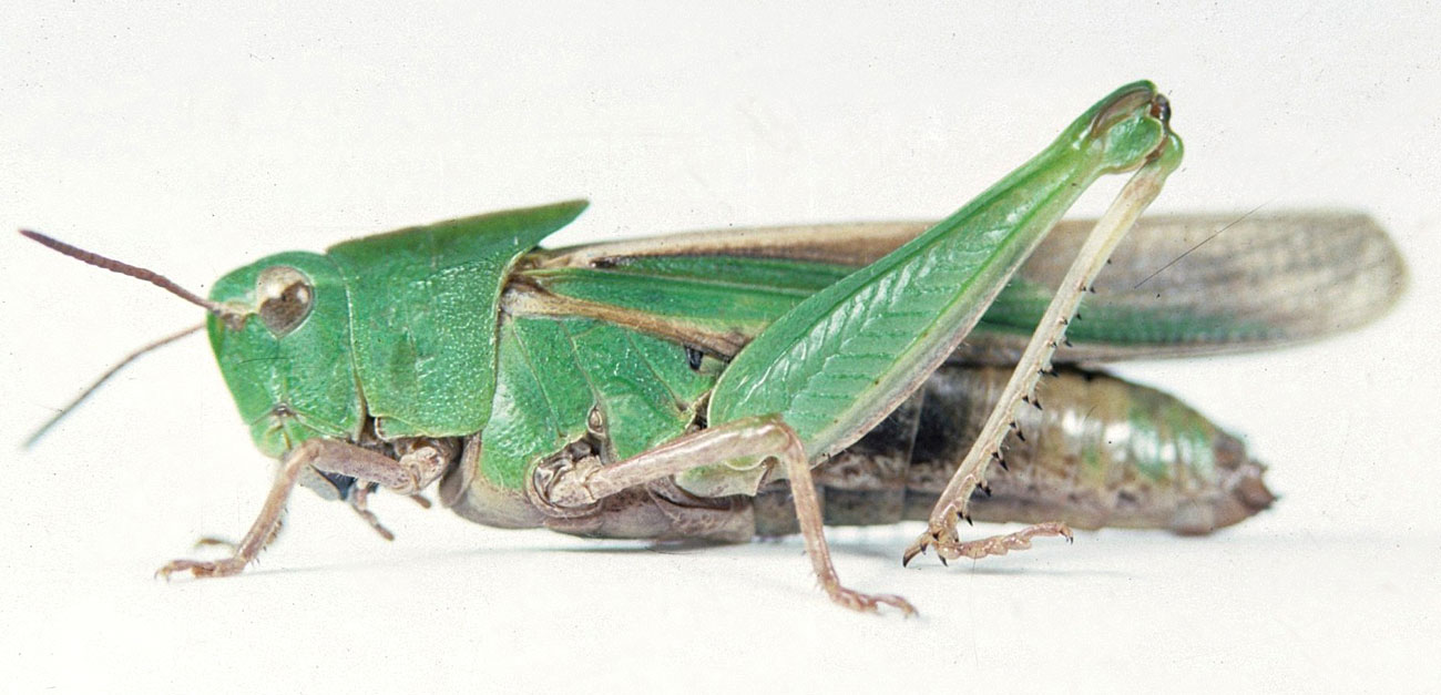 Fig. 7, adult female: BL 25-29 mm, FL 13.5-55 mm, AS 21-25