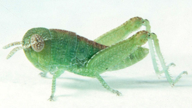 Fig. 1, first instar: BL 5.5-8.2 mm, FL 2.4-3.7 mm, AS 10-13