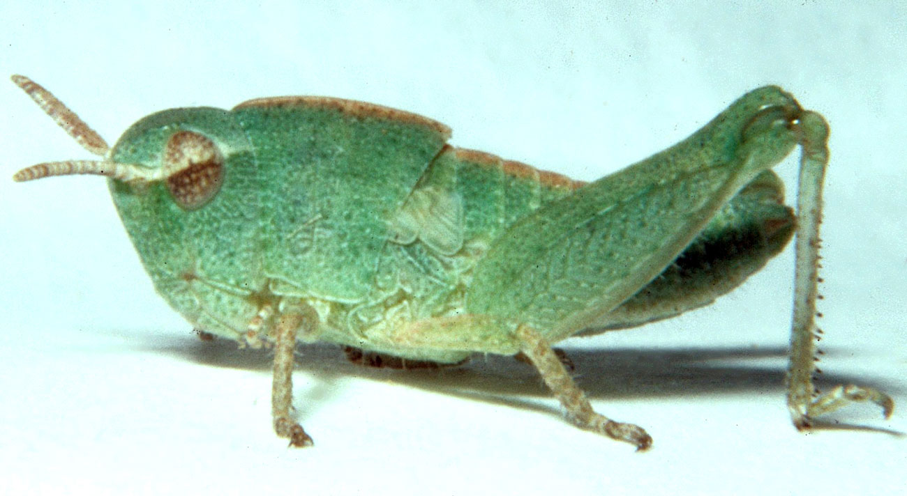 Fig. 3, third instar: BL 9.5-11.8 mm, FL 6.1-6.6 mm, AS 19-20