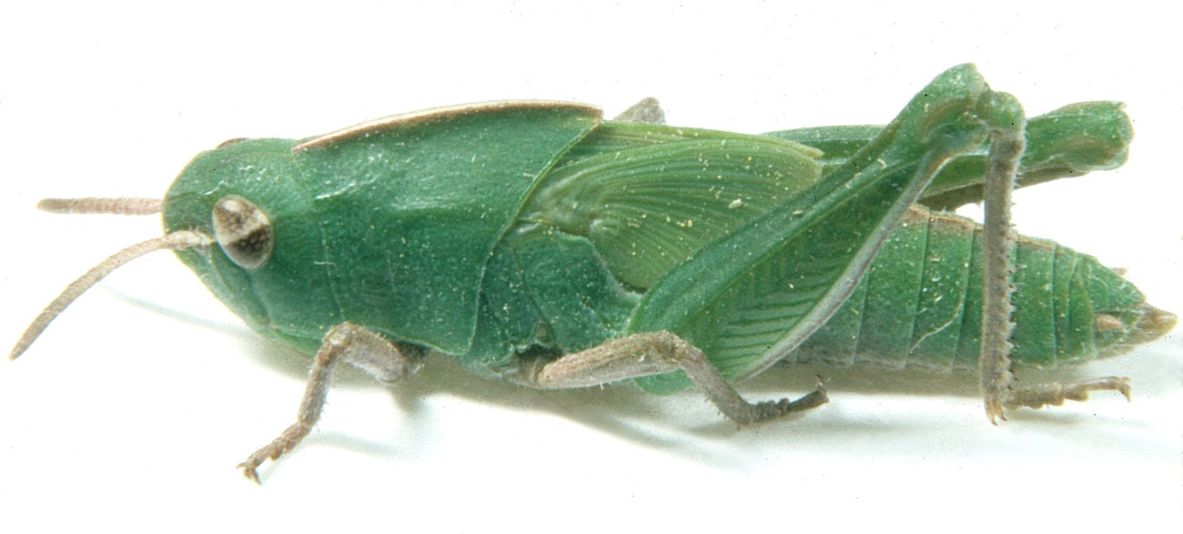 Fig. 5, fifth instar: BL 17.3-20 mm, FL 9.0-11.1 mm, AS 21-22