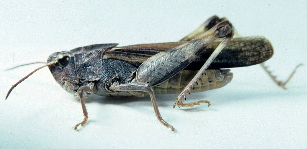 Fig. 6, adult male: BL 18.5-19.8 mm, FL 10.7-12 mm, AS 22-24