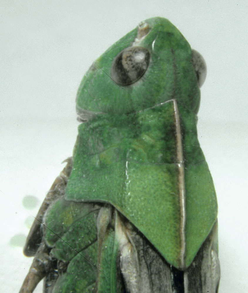 Fig. 8, dorsal view of head and pronotum of an adult female