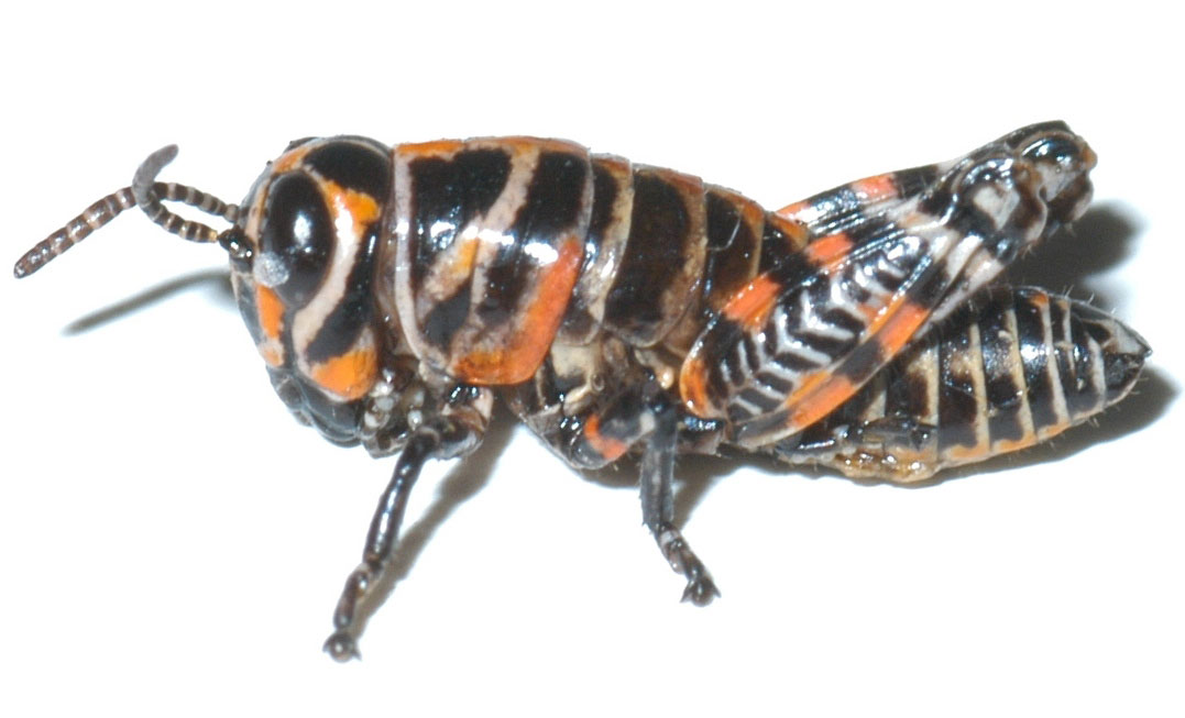 Fig. 1, second instar