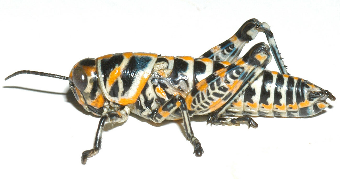 Fig. 4, fifth instar