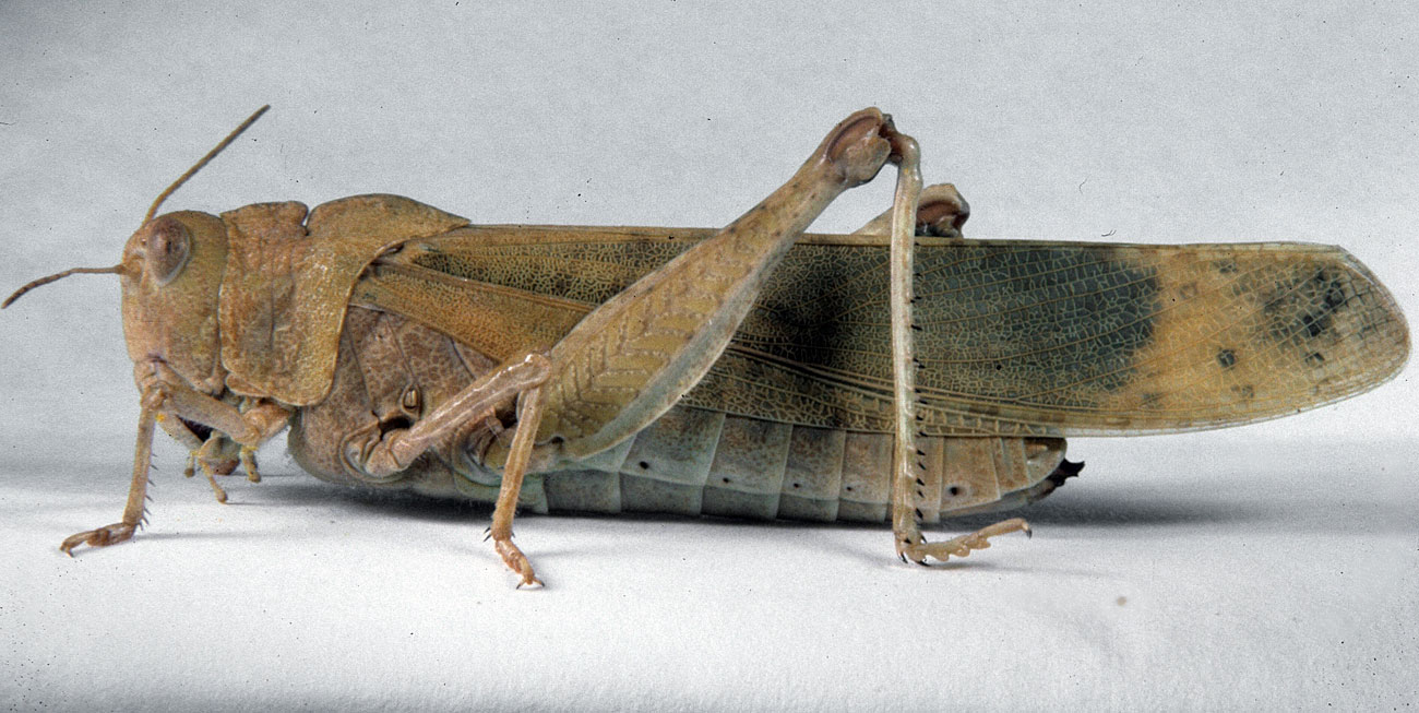 Fig. 7, adult female: BL 36-39.5 mm, FL 17.5-19 mm, AS 25-27