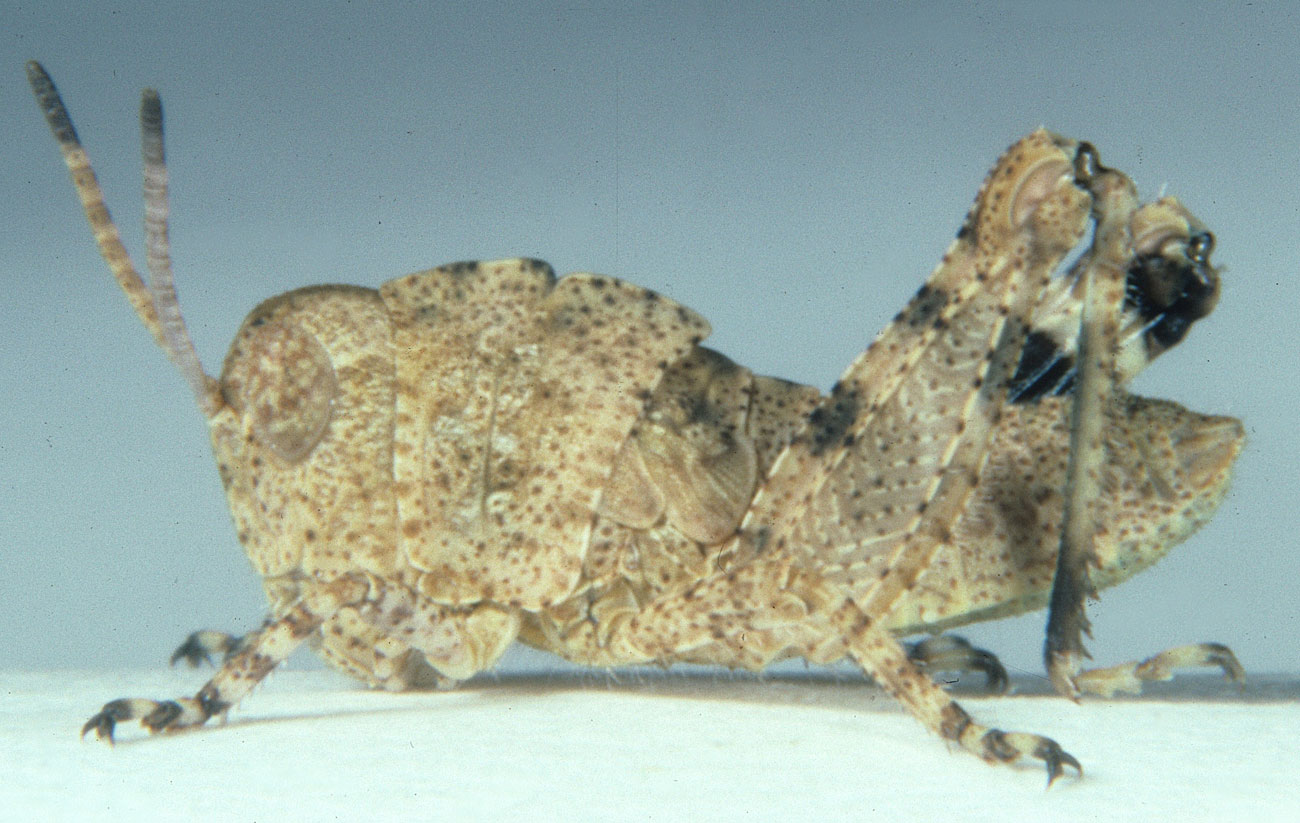 Fig. 3, third instar: BL 8.8-13.5 mm, FL 4.6-7.3 mm, AS 18-20