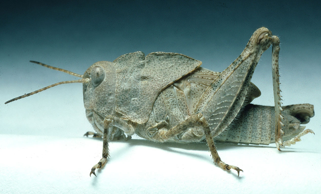 Fig. 5, fifth instar female: BL 20.5-22.5 mm, FL 12-17.7 mm, AS 21-24