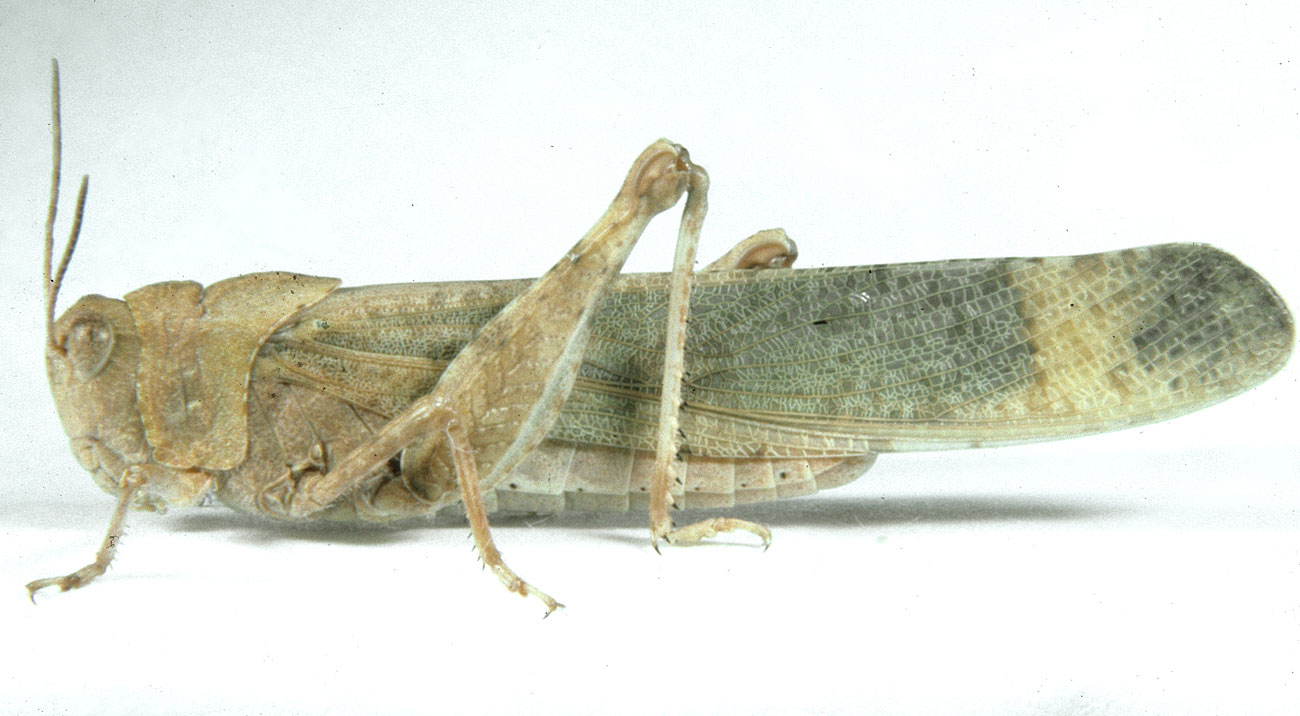 Fig. 6, adult male: BL 29-32 mm, FL 14.5-16 mm, AS 25-26