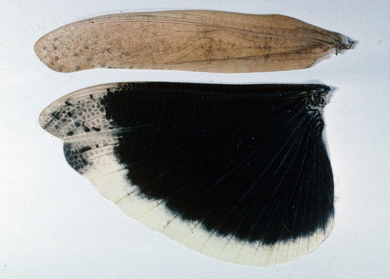 Fig. 8, left forewing (tegmen) and hindwing of female