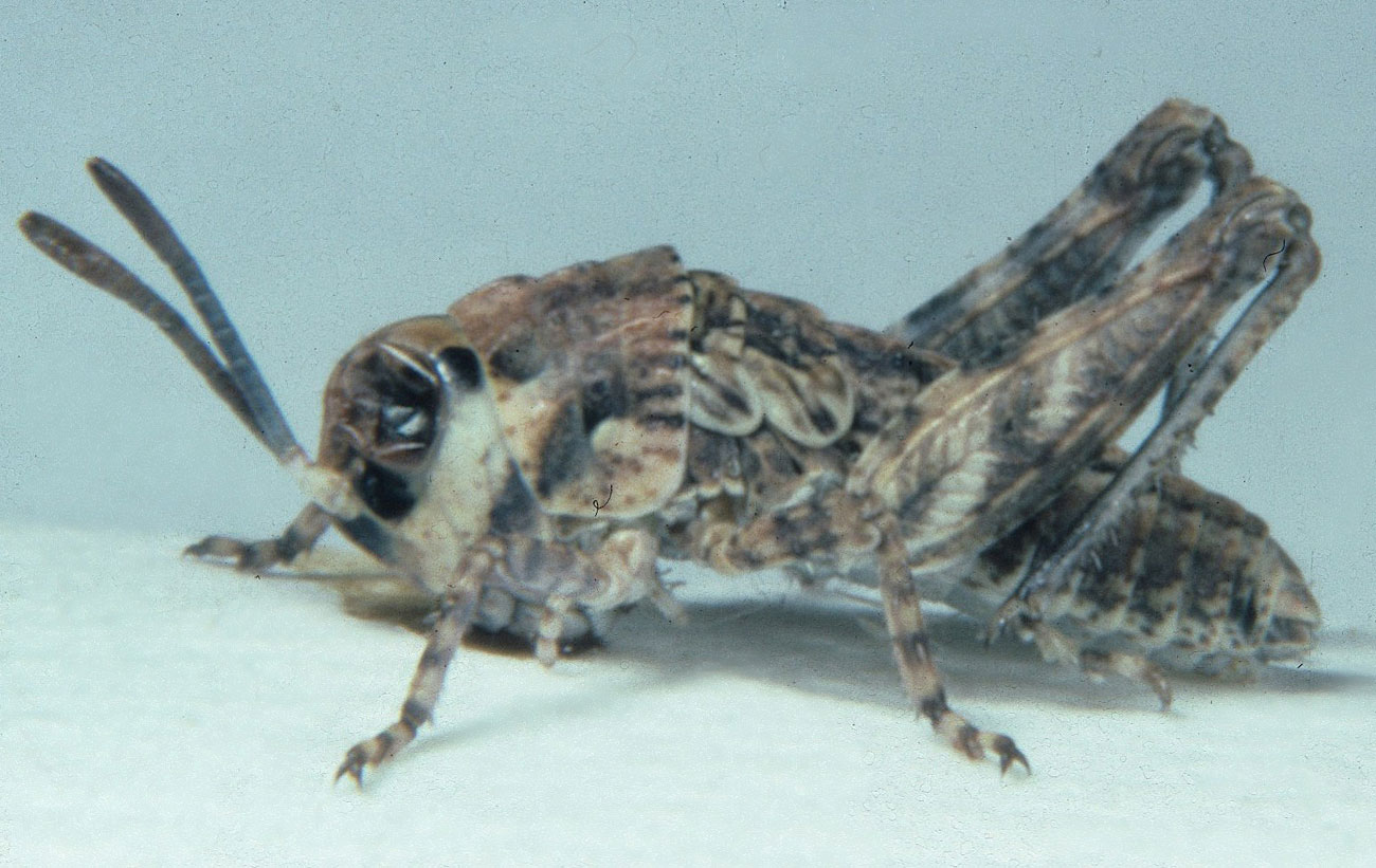 Fig. 3, third instar: BL 6.3-8.2 mm, FL 4.1-4.3 mm, AS 18-20