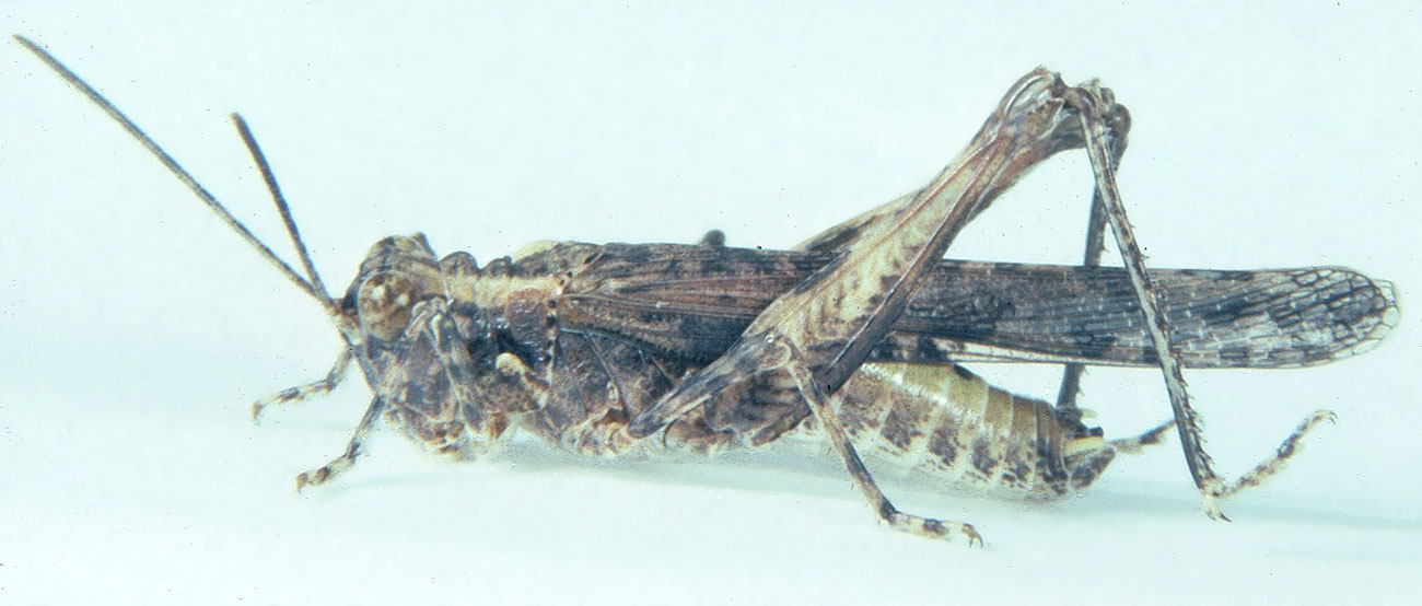 Fig. 6, adult male: BL 15.5-17 mm, FL 9-10.2 mm, AS 24-26