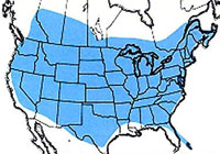 Geographic range of  Dissosteira carolina  (Linnaeus)