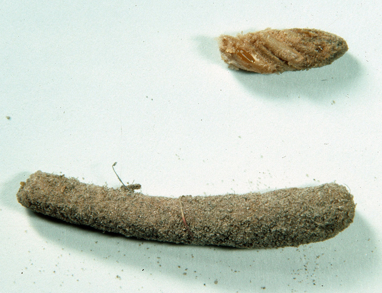 Fig. 11, egg pod and exposed eggs (bottom of pods at right)