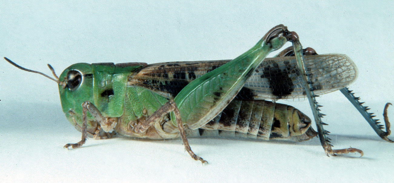 Fig. 9, green form of adult