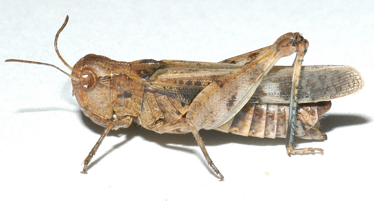 Fig. 8, adult female: BL 21.5-25.5 mm, FL 11.5-14 mm, AS 23-26