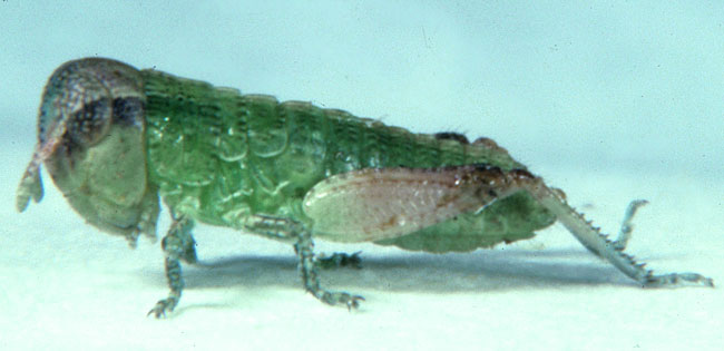 Fig. 1, first instar: BL 4.5-4.7 mm, FL 2-2.2 mm, AS 11-12