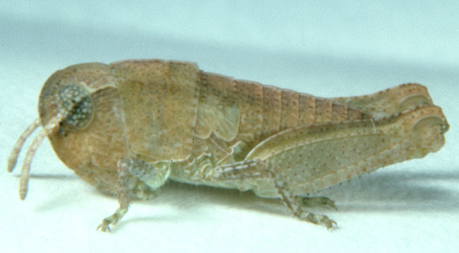 Fig. 3, third instar: BL 6.7-8.2 mm, FL 4-5.3 mm, AS 16-18