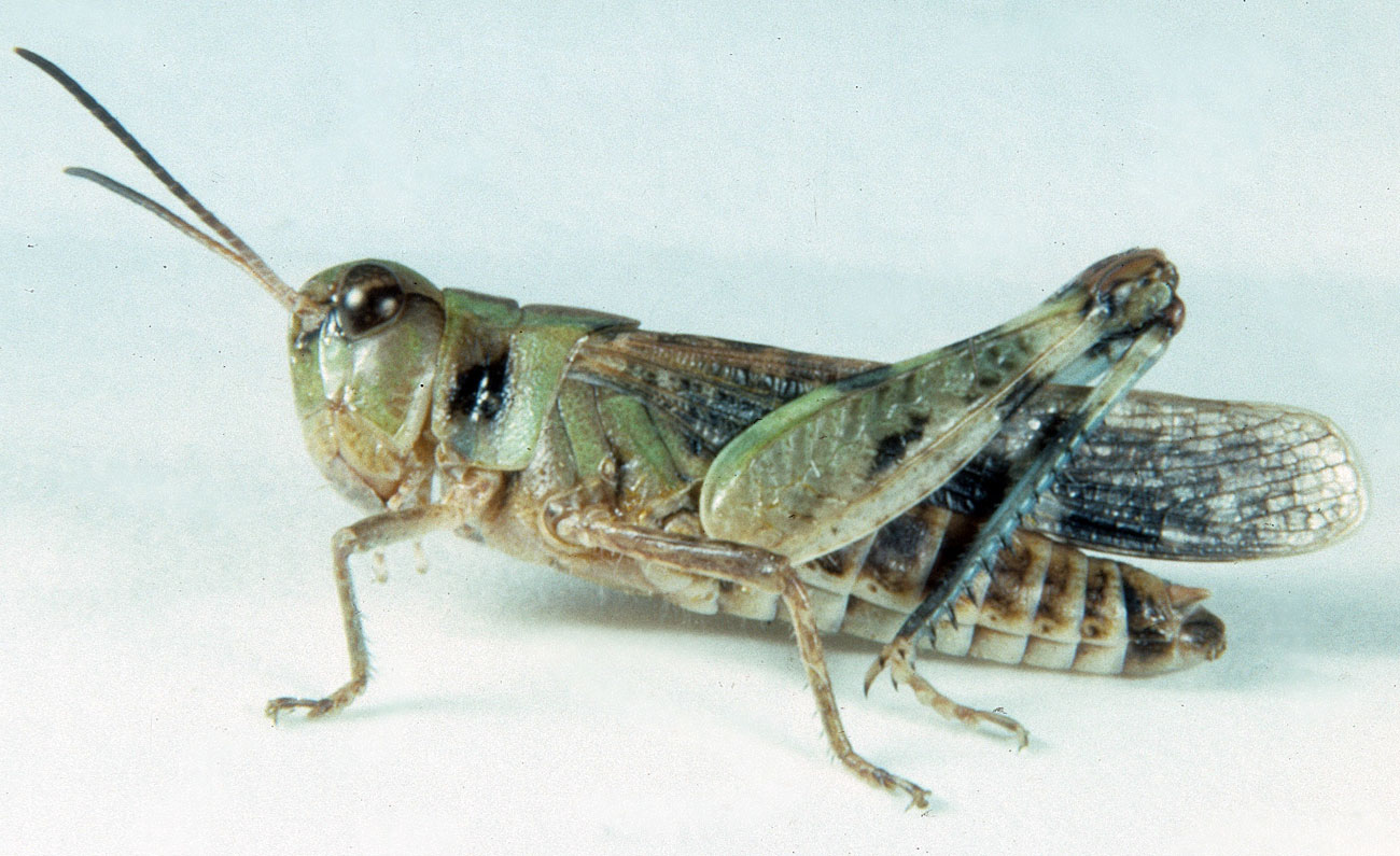 Fig. 7, adult male, green form: BL 15-18.5 mm, FL 9.5-11 mm, AS 24-25