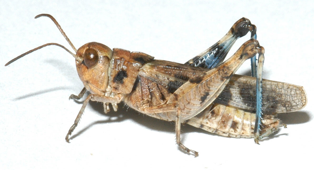 Fig. 6, adult male: BL 15-18.5 mm, FL 9.5-11 mm, AS 24-25