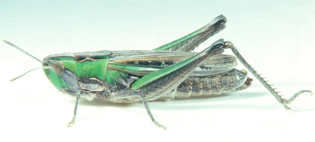 Fig. 7, adult female: BL 22-23.5 mm, FL 12-12.7 mm, AS 23-25