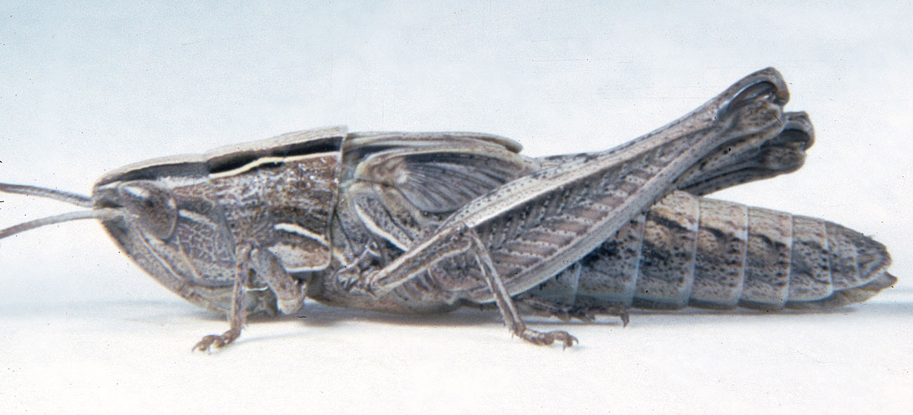 Fig. 5, fifth instar: BL 12-18.5 mm, FL 7.5-10.4 mm, AS 23-24