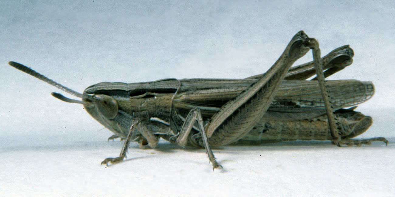 Fig. 6, adult male: BL 15-16.5 mm, FL 9.1-10.2 mm, AS 23-25