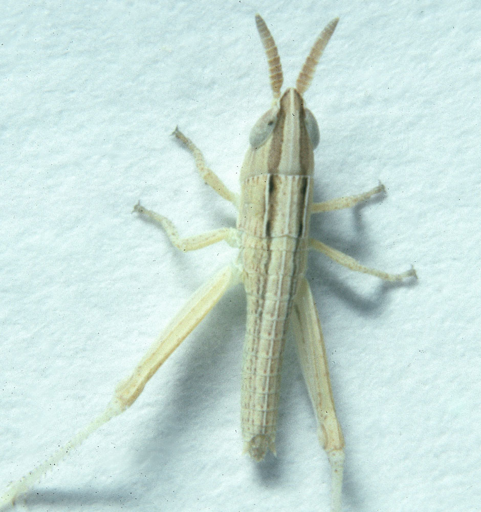 Fig. 8, dorsal view of first instar