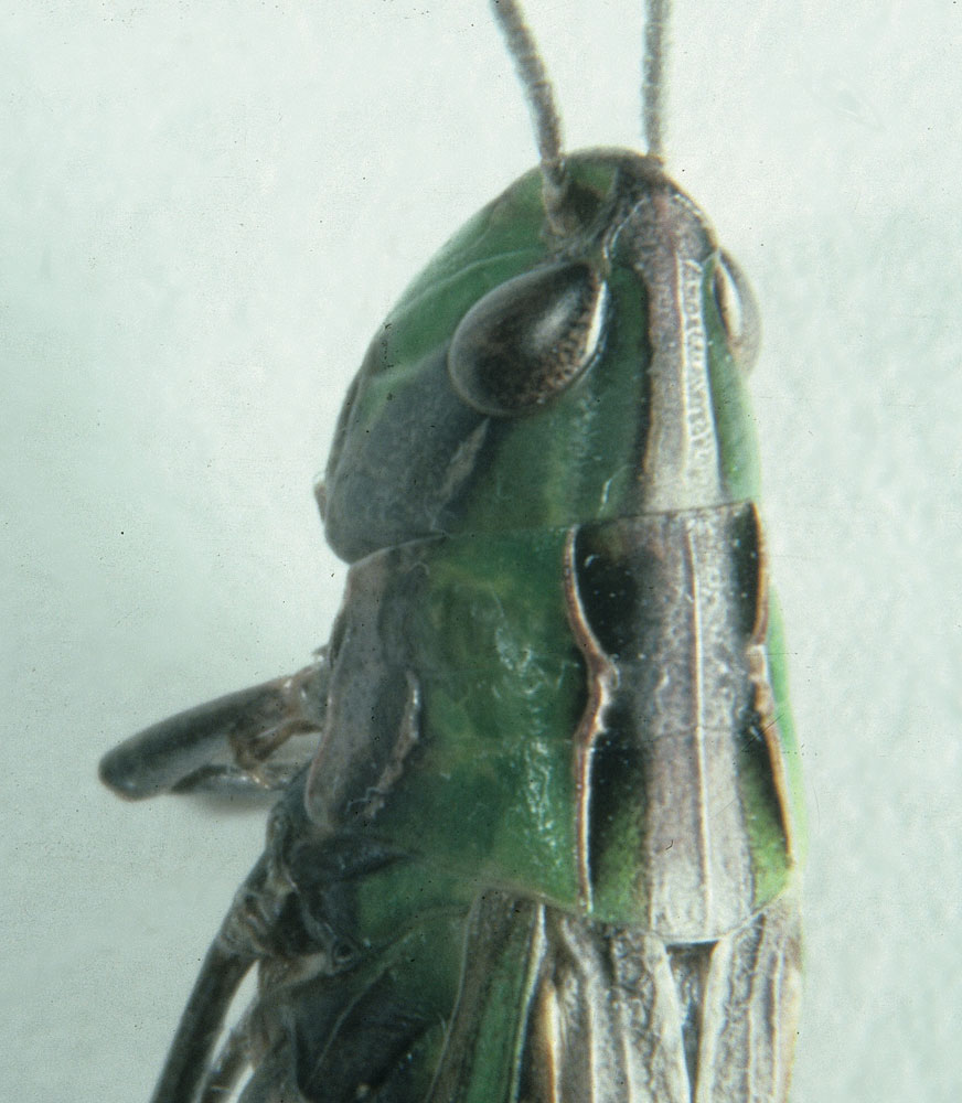 Fig. 9, view of head and pronotum of adult female