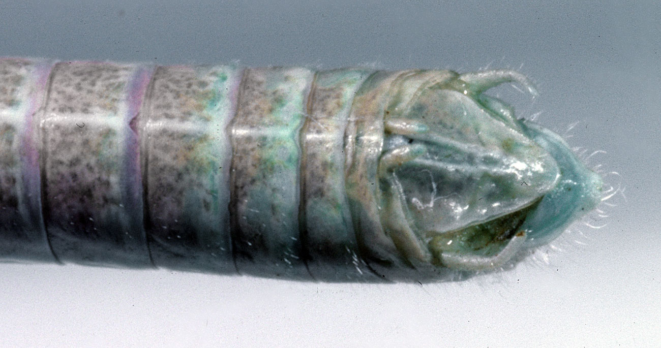 Fig. 8, end of male abdomen showing cerci, furcula, and supraanal plate