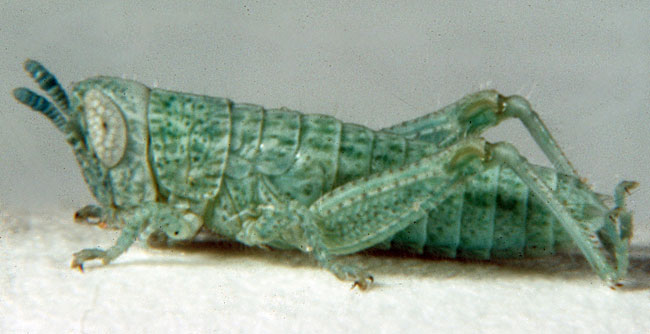 Fig. 1, first instar: BL 5.5 mm, FL 2.4 mm, AS 11