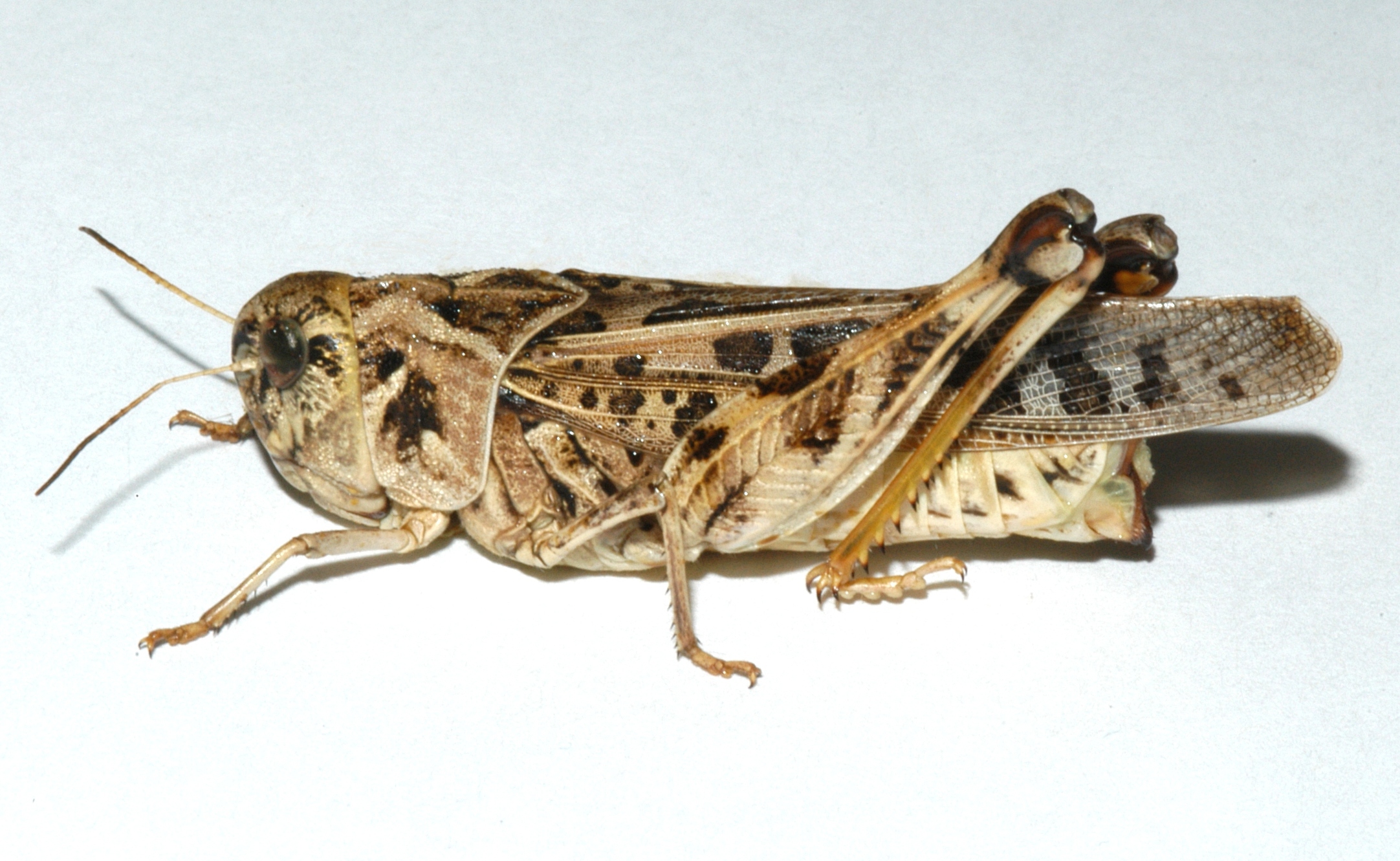 Fig. 2, adult female